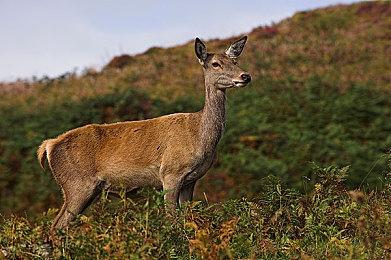 传闻：《索尼克X暗影世代》新消息或于不久公布